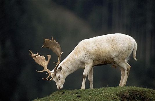 白色,扁角鹿,公鹿,黇鹿,哺乳动物,巴伐利亚,德国,欧洲,动物