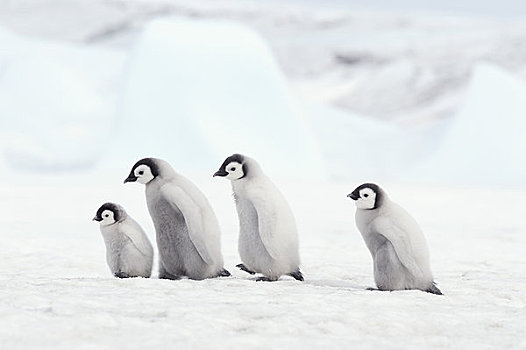 帝企鹅,幼禽,雪丘岛,南极半岛,南极