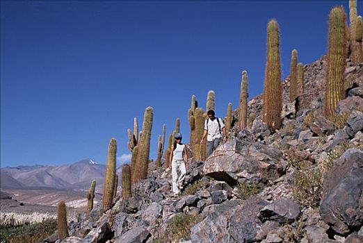 游客,跋涉,沙漠,大,仙人掌,签名,植物,阿塔卡马沙漠