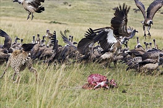 肯尼亚,马赛马拉,纳罗克地区,印度豹,秃鹰,杀,马赛马拉国家保护区,南方
