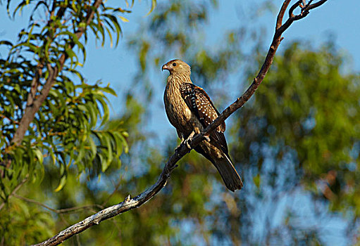 鸢,昆士兰,澳大利亚