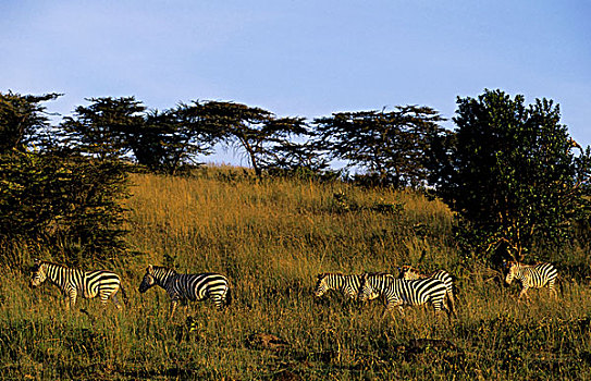肯尼亚,马赛马拉,斑马