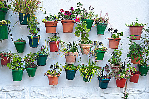 植物,悬挂,墙壁,西班牙