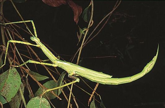 巨大,竹节虫,澳大利亚,动物