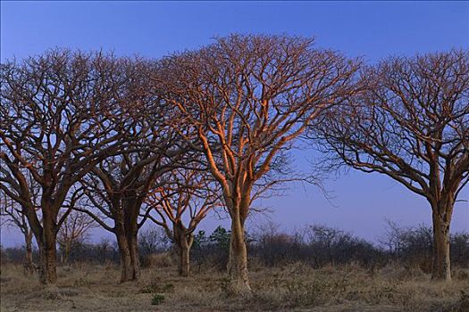 树,日落,莫雷米禁猎区,奥卡万戈三角洲,博茨瓦纳