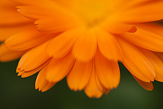 橙色,花,花瓣,特写