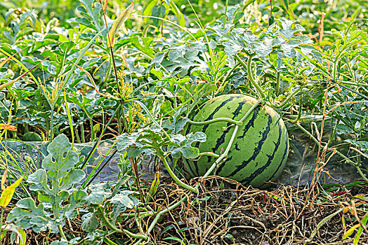 西瓜种植图片
