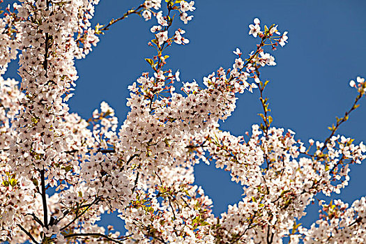 白色,樱桃树,春天