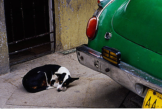 狗,睡觉,人行道,靠近,汽车,哈瓦那,古巴
