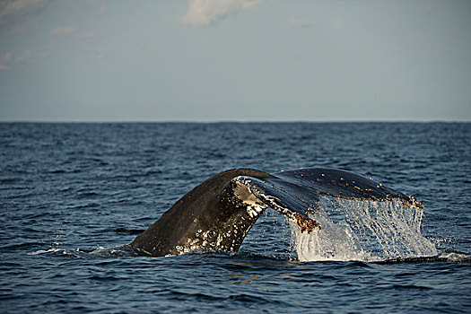驼背鲸,大翅鲸属,鲸鱼,沙丁鱼,东开普省,南非