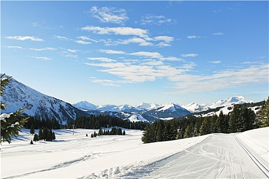 滑雪轨迹,雪中,树林,阿尔卑斯山