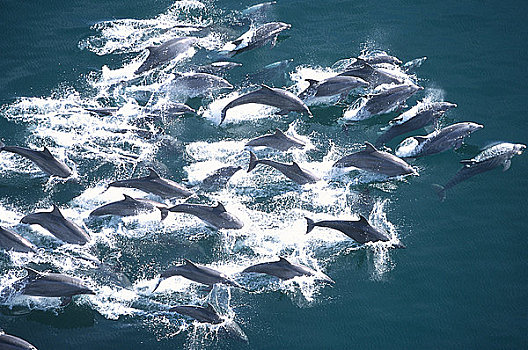 航拍,海豚,跳跃,水,北下加利福尼亚州,墨西哥