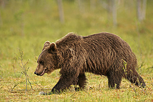 褐色,熊,芬兰,欧洲