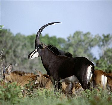 公牛,羚羊,雌性,幼兽,后面,大,英俊,牛角,只有,肯尼亚,山,沿海省份