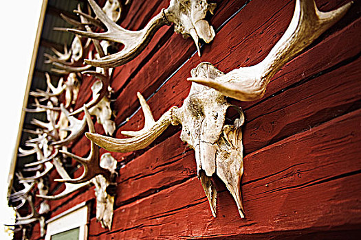 动物剥制标本,赤鹿,房子
