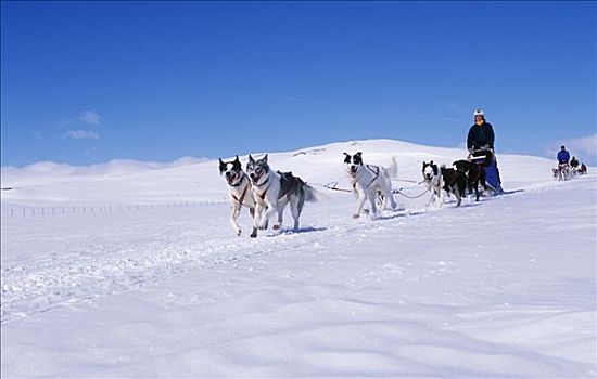 狗,团队,冰湖,靠近