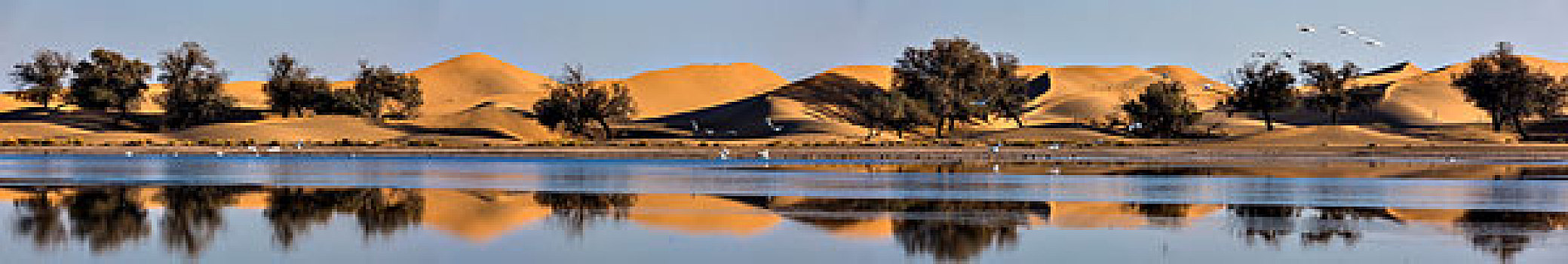 沙漠天鹅全景图