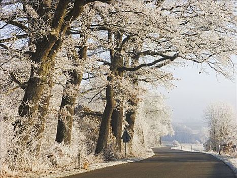 道路,树,白霜,巴伐利亚,德国