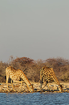 南非,长颈鹿,雌性,左边,雄性,喝,水潭,埃托沙国家公园,纳米比亚,非洲