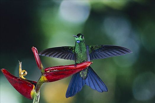 蜂鸟,栖息,海里康属植物,花,蒙特维多云雾森林自然保护区,哥斯达黎加