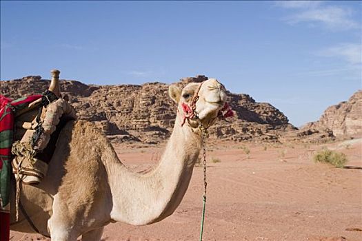 骆驼,约旦,中亚