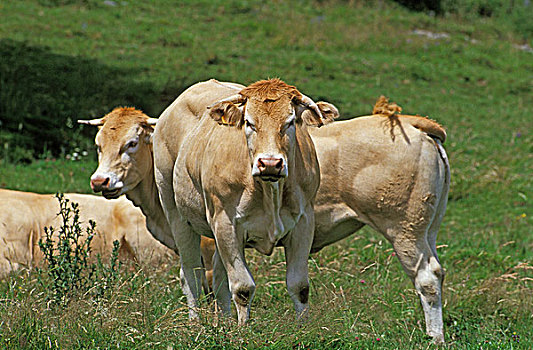 法国人,家牛,金发,母牛