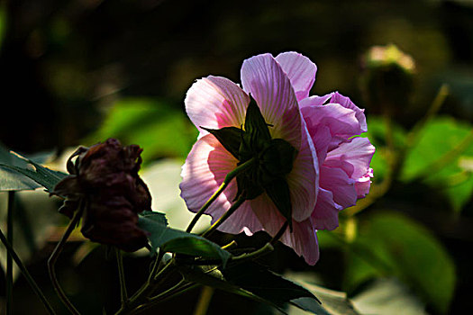 美丽的芙蓉花,木芙蓉,拒霜花,木莲,地芙蓉,华木