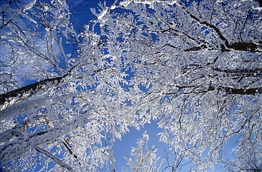 积雪,树,蓝天,国家公园,上奥地利州,奥地利,欧洲