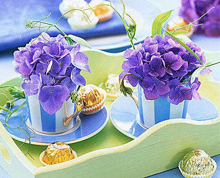 蓝色,八仙花属,条纹,意式特浓咖啡杯,巧克力