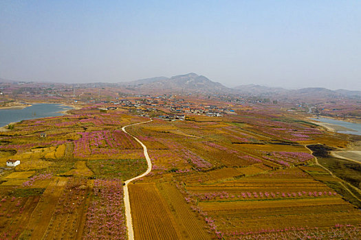 山东蒙阴乡村桃花