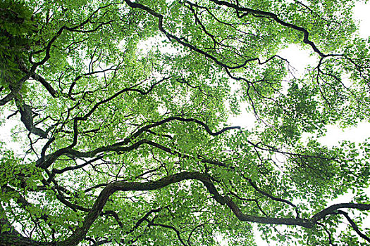 绿色的树干和枝叶