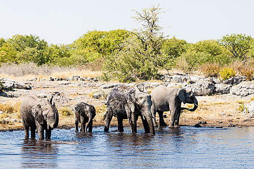 非洲象,小动物,喝,水坑,埃托沙国家公园,纳米比亚,非洲
