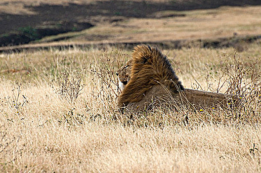 非洲狮,狮子,坐,土地,恩格罗恩格罗,保护区,坦桑尼亚