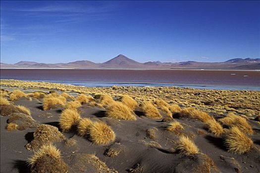 玻利维亚,高原,泻湖,南,杂草,山,背影