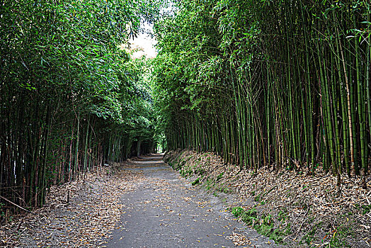 竹林,小路,岛屿,亚速尔群岛,葡萄牙,欧洲