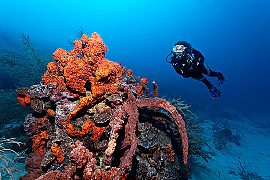 水中呼吸器,潜水,看,珊瑚,不同,海绵,圣卢西亚,向风群岛,小安的列斯群岛,加勒比海