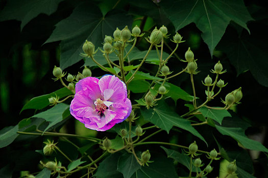 芙蓉花