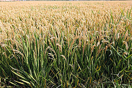 水稻,稻田,粮食,农作物,大米,丰收,田野,饱满,成熟
