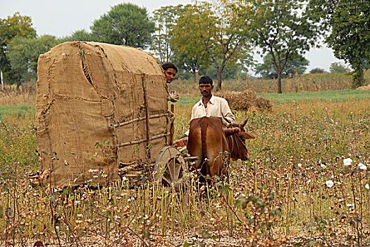 印度,农民,妻子,棉花,地点,靠近,乡村,挨着,城市,马哈拉施特拉邦,一月,2007年