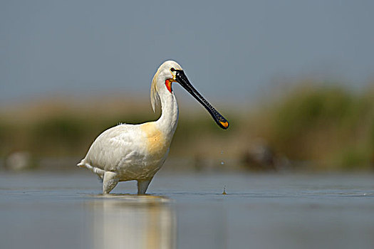 白琵鷺,普通,篦鹭,觅食,浅水,国家公园,匈牙利,欧洲