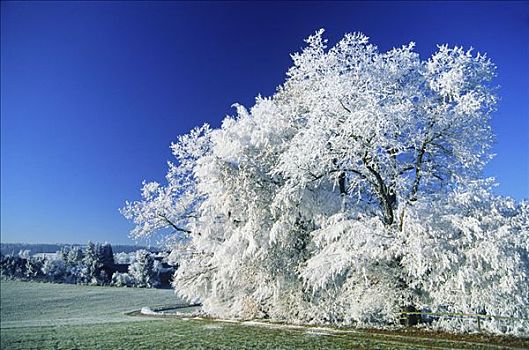 白霜,树,巴伐利亚,德国