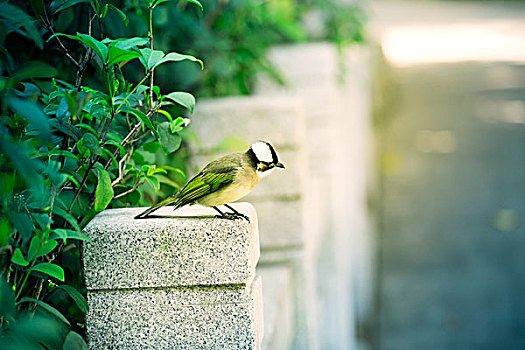 一只站在石柱上的小鸟
