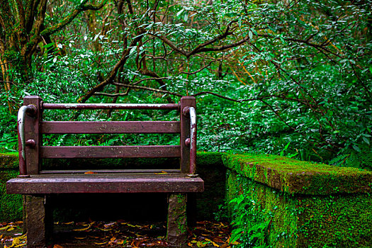 台北阳明山森林步道旁休憩区的公共椅子
