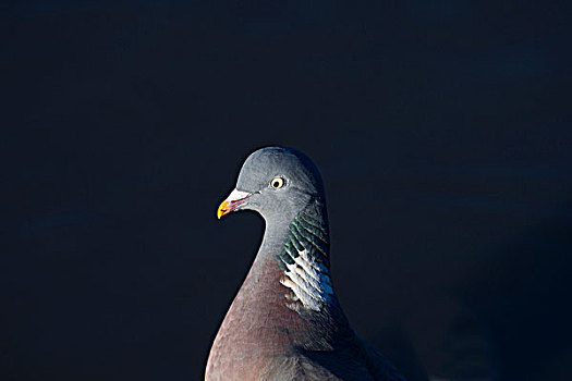 斑尾林鸽,冬天,诺福克,英格兰,英国,欧洲