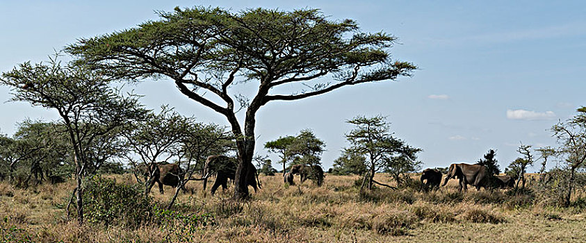 非洲大象014
