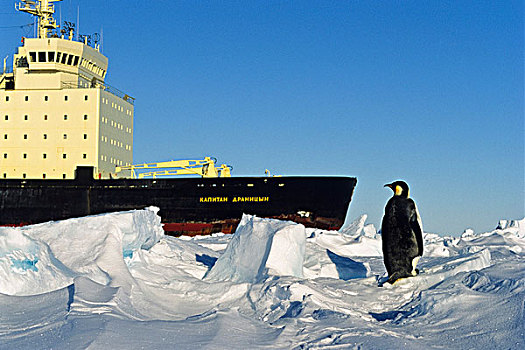 帝企鹅,企鹅,俄罗斯,破冰船,冰架,威德尔海,南极
