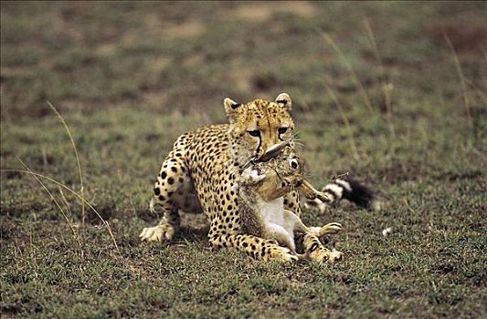 印度豹,猎豹,死,兔子,捕食,猫科动物,哺乳动物,区域,塞伦盖蒂国家公园,坦桑尼亚,非洲,动物