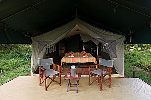 大象,胡椒,露营,马赛马拉国家保护区,肯尼亚