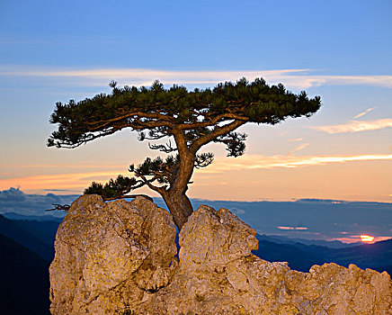 奥地利,松树,岩石上,山谷,下奥地利州,欧洲