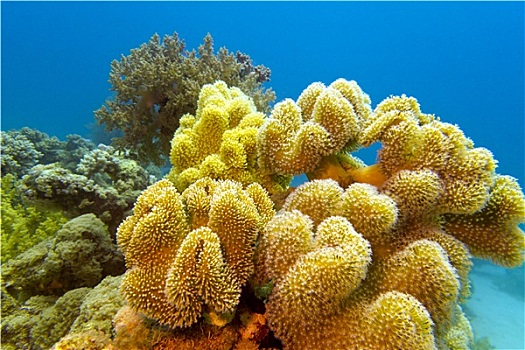 珊瑚礁,黄色,软珊瑚,仰视,热带,海洋,蓝色背景,水,背景
